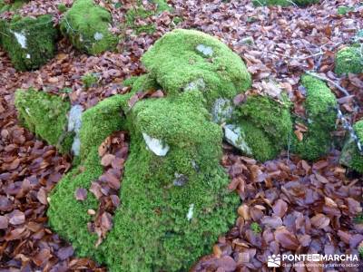 Parques Naturales Urbasa-Andía y Aralar - Nacedero del Urederra; senderismo en madrid